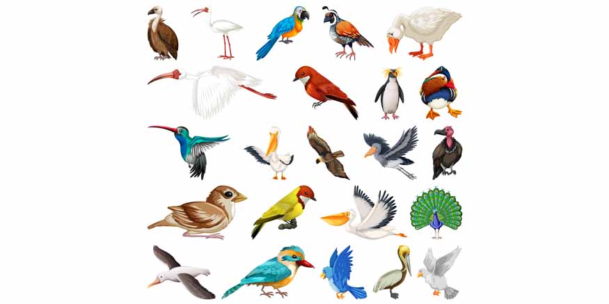 Birds-Description-Species