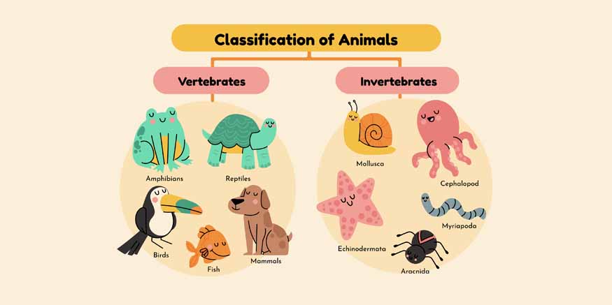 Invertebrates-Types-and-Their-Characteristics