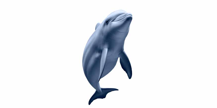 dolphins