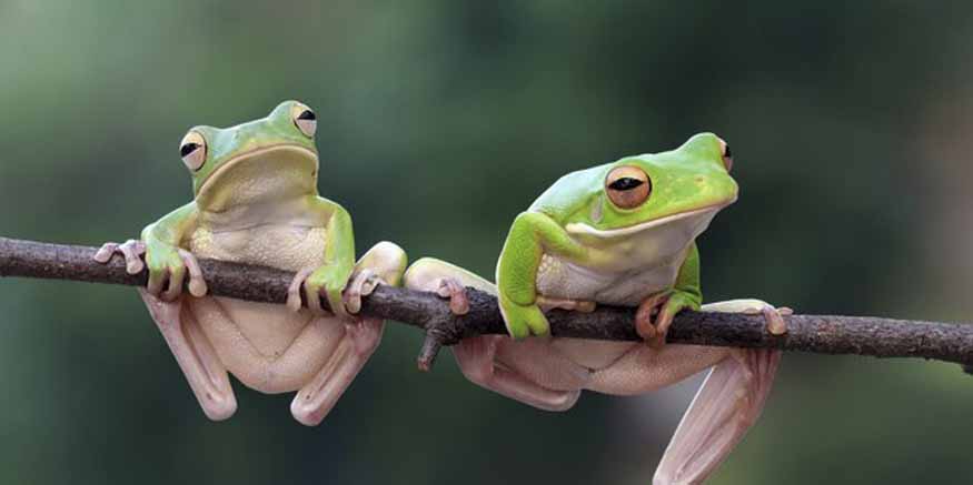 The Two Frogs Story With Moral For Kids