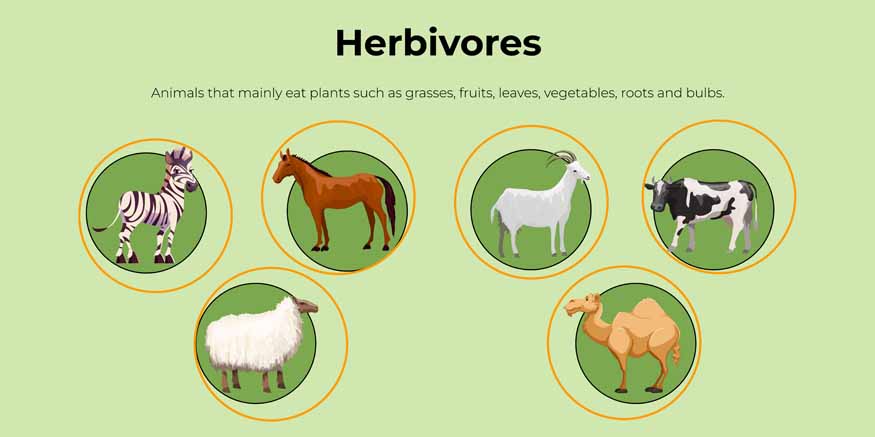 herbivores