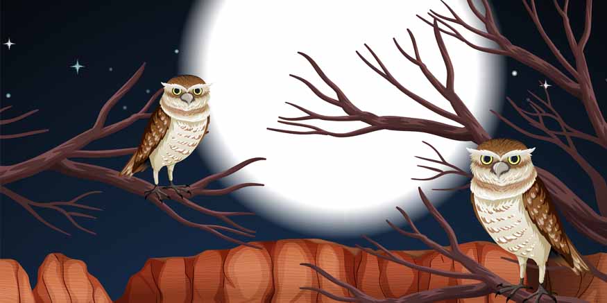 Explaining Nocturnal Animals to Your Kids