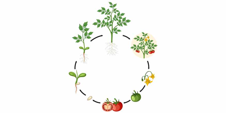 Interactive Plant Life Cycle Activities for Kids