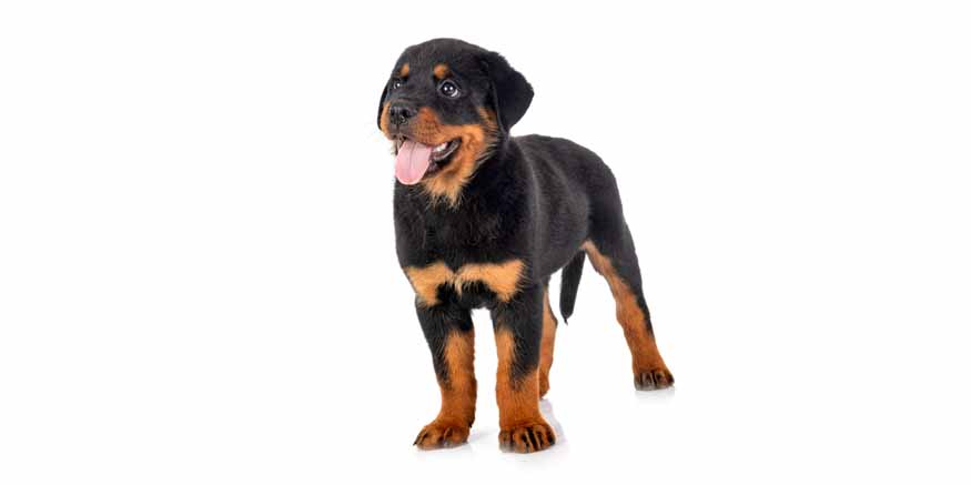 List of Domestic Animal Names For Kids