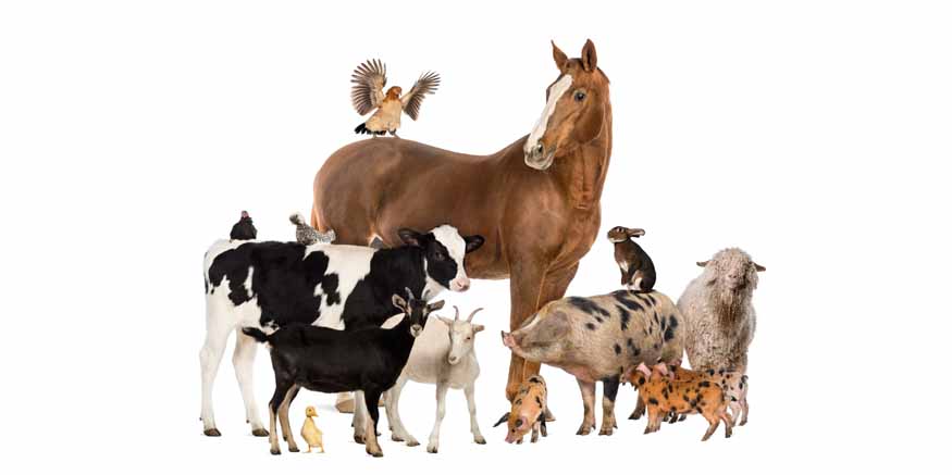 Names of Domestic Animals for Children
