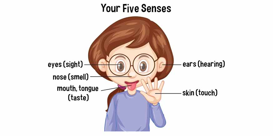 The-Five-Senses