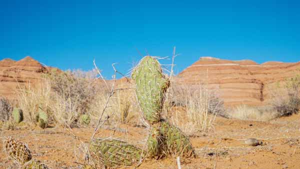 Understanding Ecosystems Types and Their Unique Features