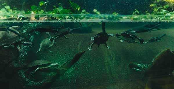 Understanding Ecosystems Types and Their Unique Features