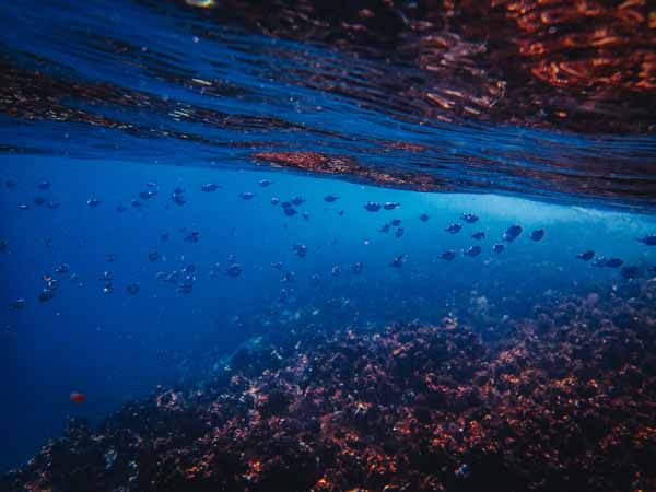 Understanding Ecosystems Types and Their Unique Features